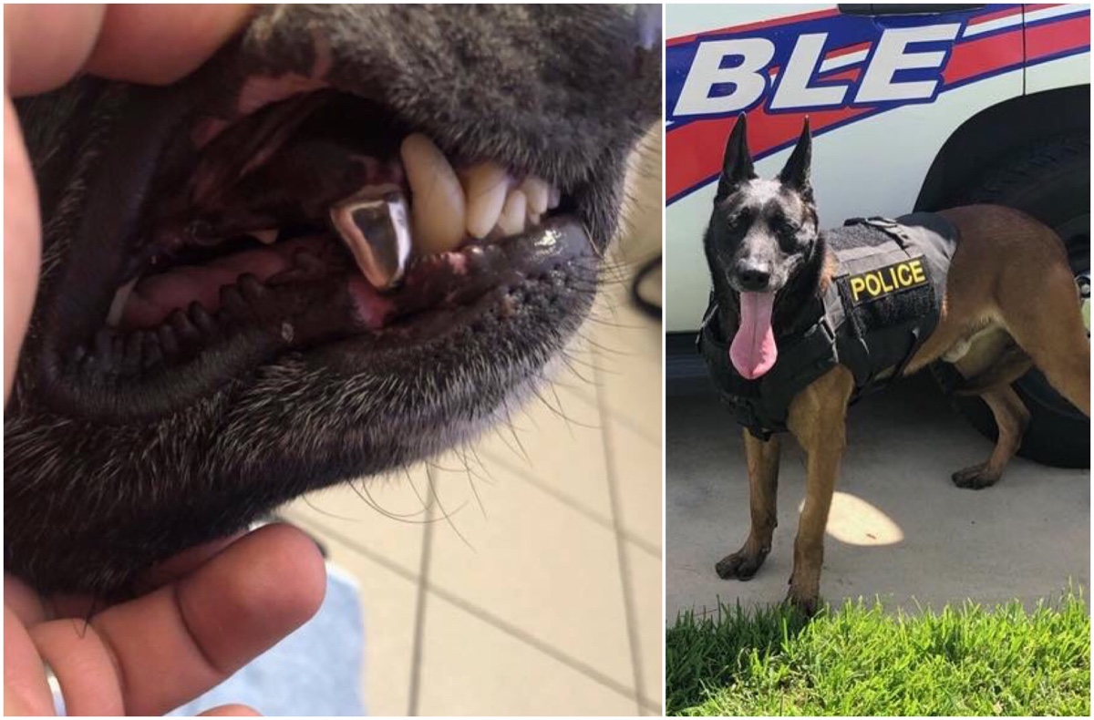 do police dogs have titanium teeth